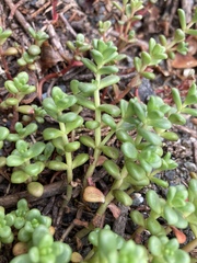 Sedum divergens
