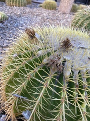 Kroenleinia grusonii