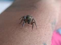 Hasarius adansoni