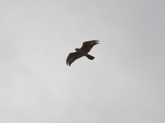 Aquila spilogaster