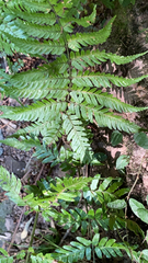 Dryopteris erythrosora