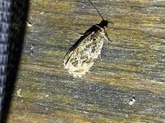 Olethreutes furfuranum