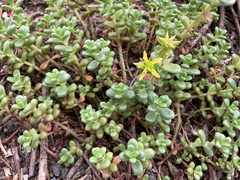 Sedum divergens