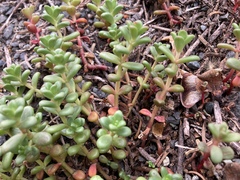Sedum divergens