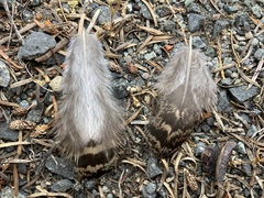 Dendragapus fuliginosus