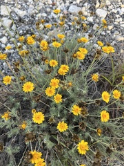 Thymophylla pentachaeta