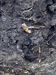 Vaejovis carolinianus