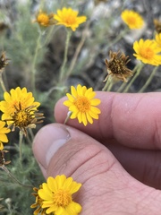 Thymophylla pentachaeta