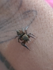 Hasarius adansoni