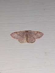 Leptostales pannaria