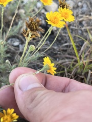 Thymophylla pentachaeta