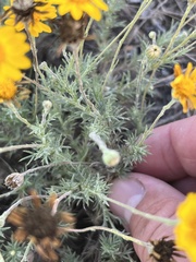 Thymophylla pentachaeta
