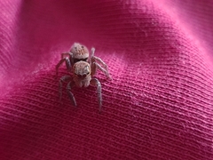Hasarius adansoni