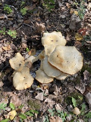 Polyporus radicatus