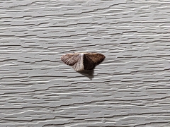 Leptostales pannaria