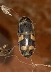 Glischrochilus quadrisignatus