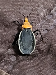 Ectrichodiinae