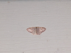 Leptostales pannaria