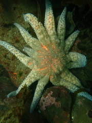 Pycnopodia helianthoides