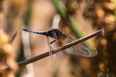 Crocothemis nigrifrons