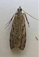 Eudonia bisinualis