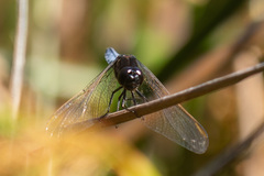 Crocothemis nigrifrons