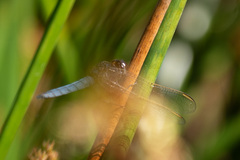 Crocothemis nigrifrons