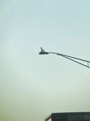 Bubo scandiacus