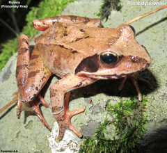 Rana dybowskii