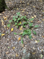 Hosta sieboldii
