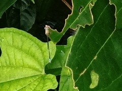 Pseudagrion microcephalum