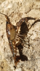 Procambarus spiculifer