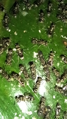 Metapolybia
