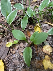 Hosta sieboldii