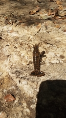 Procambarus spiculifer