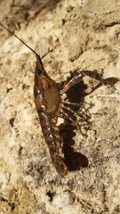 Procambarus spiculifer