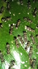 Metapolybia