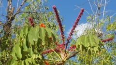 Heptapleurum actinophyllum