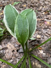 Hosta sieboldii