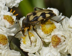 Judolia instabilis