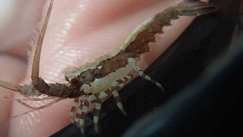 Caribbean Spiny Lobster