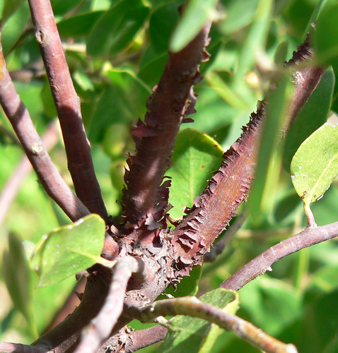 Common Manzanita