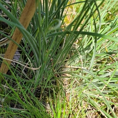 Austrostipa mollis
