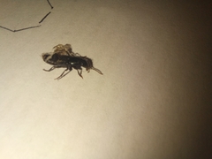 Xanthopygina