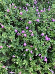 Scutellaria suffrutescens