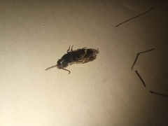 Xanthopygina