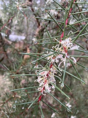 Hakea sericea
