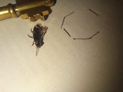 Xanthopygina