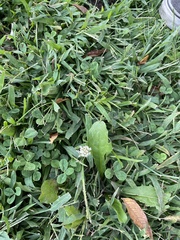 Trifolium repens