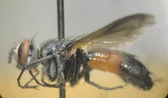 Cylindromyia